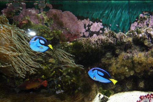 ������������� �����������