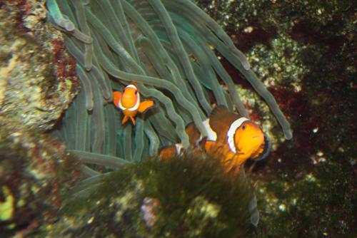 ������������� �����������