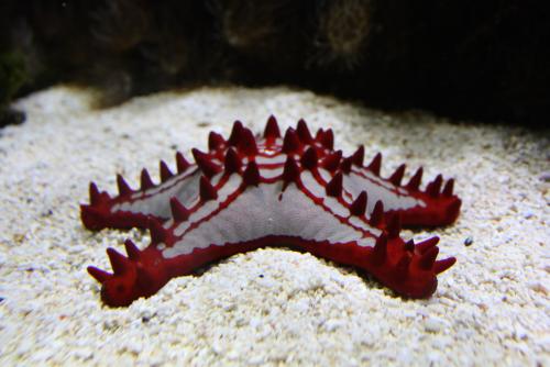 ������������� �����������