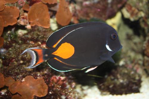 ������������� �����������