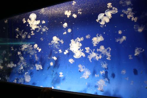 ������������� �����������