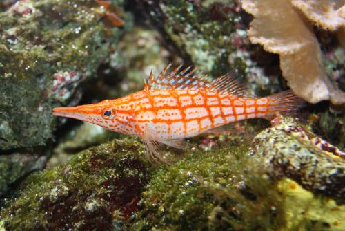 ������������� �����������