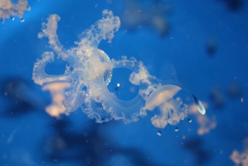 ������������� �����������