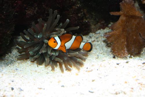 ������������� �����������