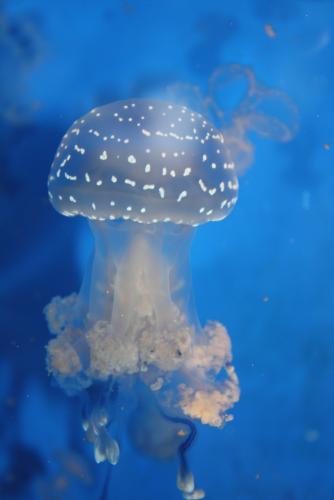 ������������� �����������