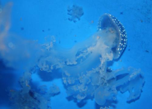 ������������� �����������