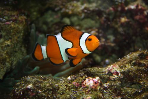 ������������� �����������