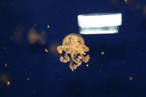 ������������� �����������