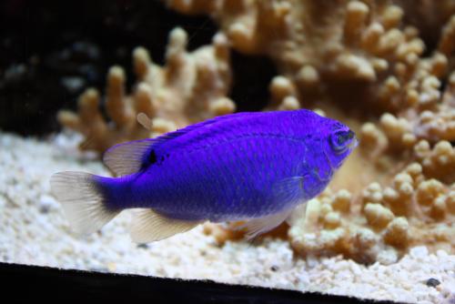 ������������� �����������