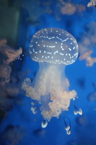 ������������� �����������