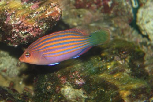 ������������� �����������