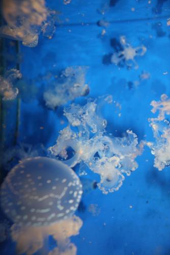 ������������� �����������