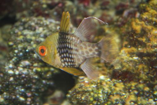 ������������� �����������