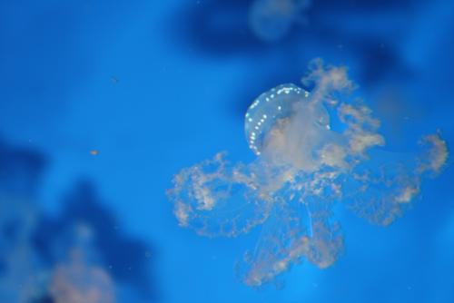 ������������� �����������