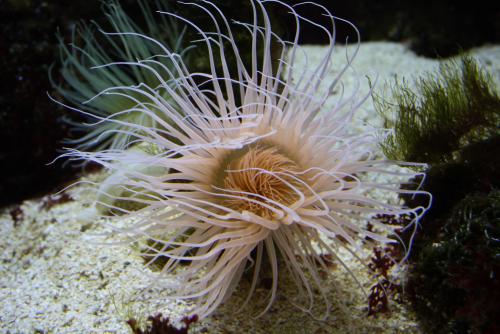 ������������� �����������