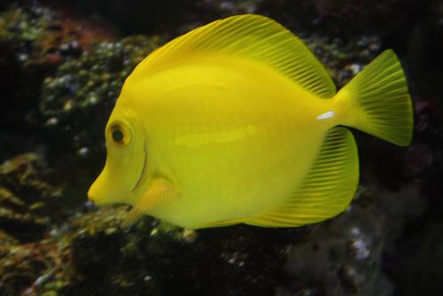 ������������� �����������