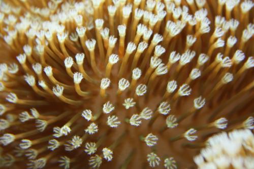 ������������� �����������