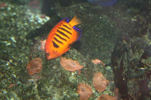 ������������� �����������