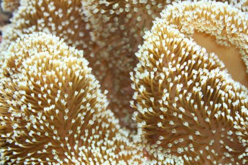 ������������� �����������