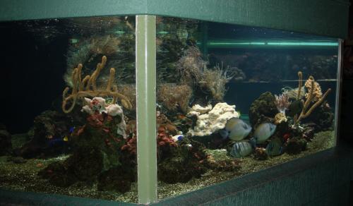 ������������� �����������