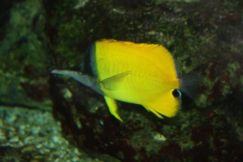 ������������� �����������