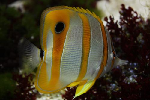 ������������� �����������