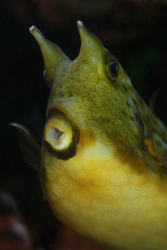 ������������� �����������