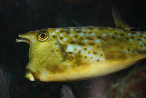 ������������� �����������