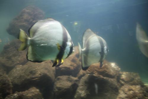 ������������� �����������