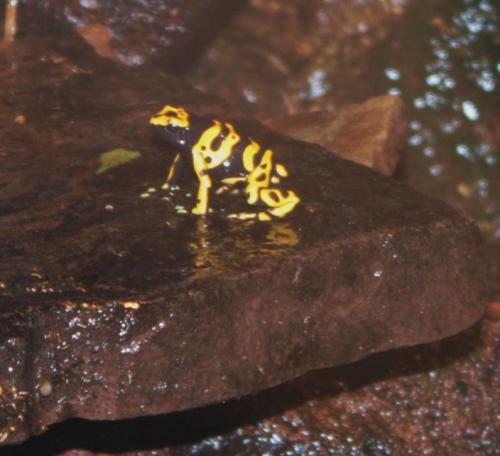 ������������� �����������