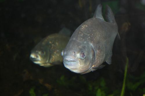 ������������� �����������