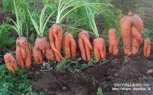 ������������� �����������