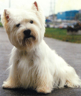 ������������� �����������