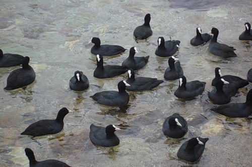 ������������� �����������