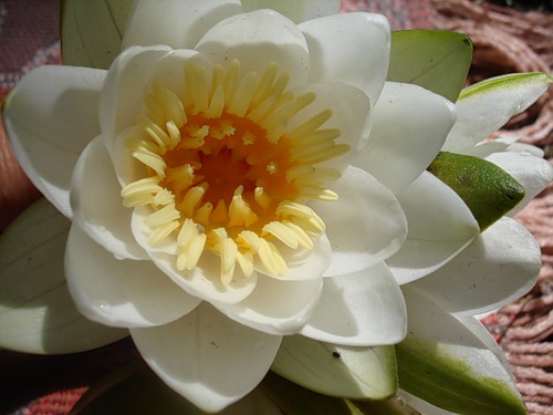 ������������� �����������