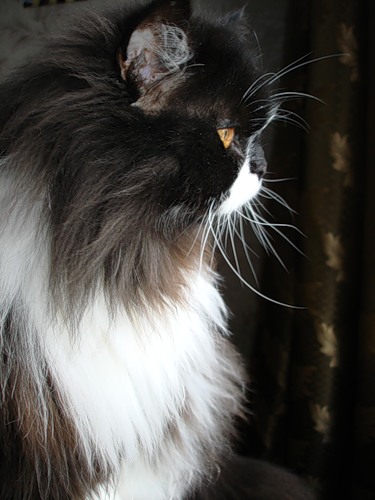 ������������� �����������