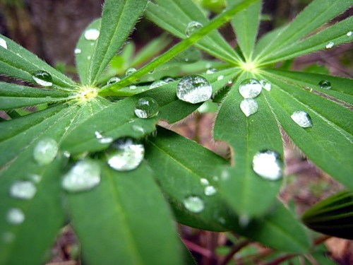 ������������� �����������