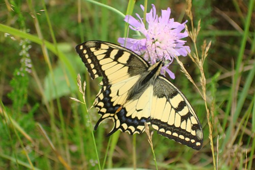 ������������� �����������