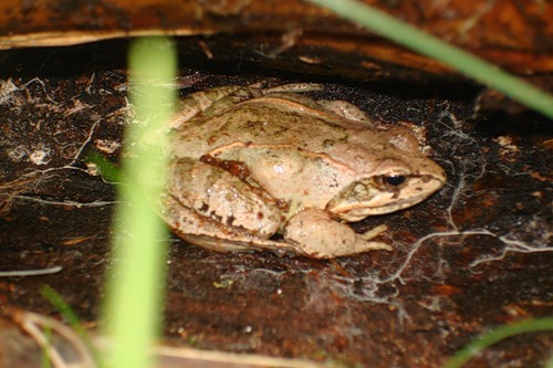 ������������� �����������