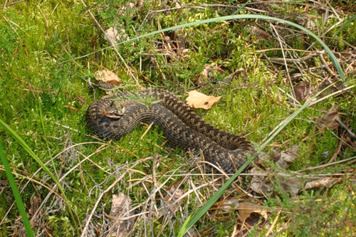 ������������� �����������