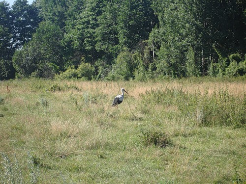 ������������� �����������