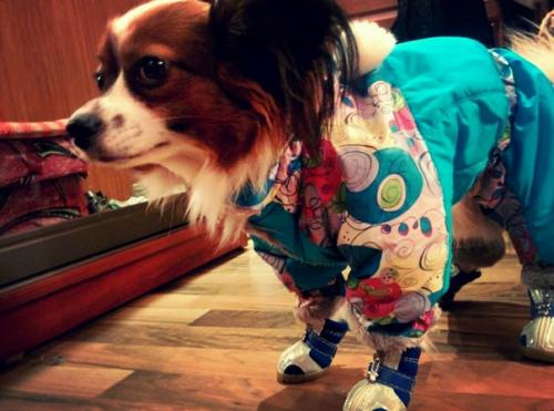 Прикрепленное изображение